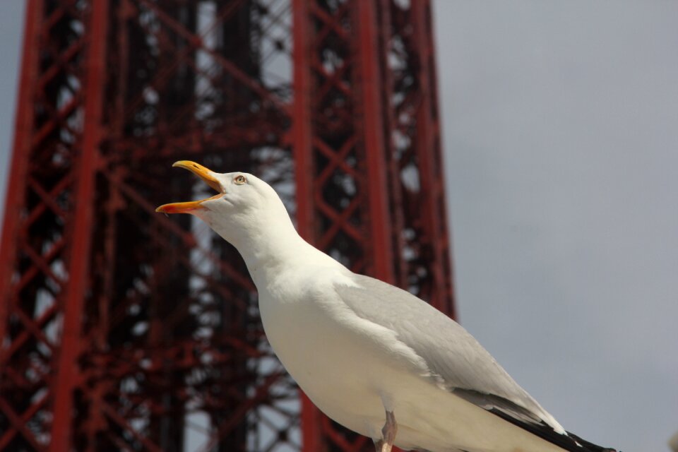 England uk bird call
