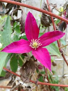 Blossom bloom flower