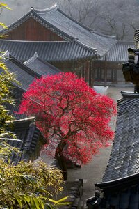 Temple spring flowers
