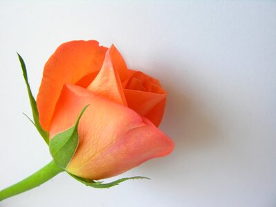 Flowers isolated flower isolated blossom