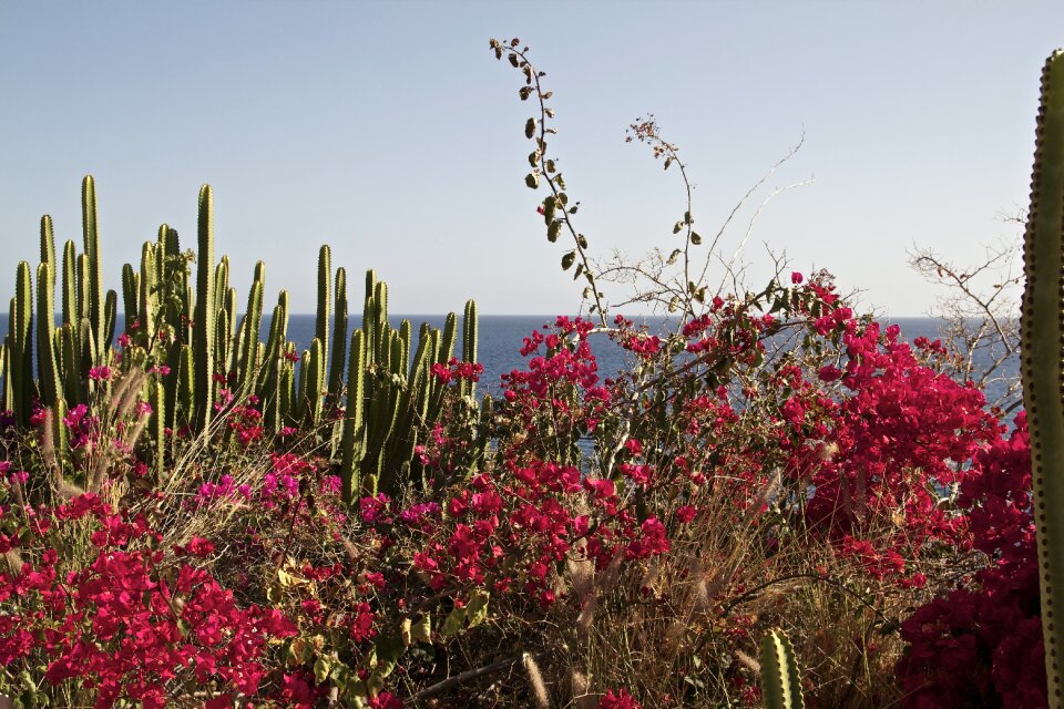 Canary islands evening sun cactus
