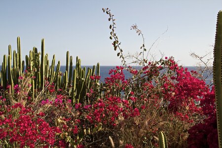 Canary islands evening sun cactus photo