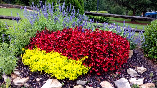 Flower bed springtime flowers
