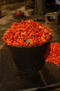 Spicy chili pepper photo