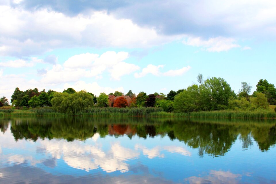 Lake tree vegetation photo