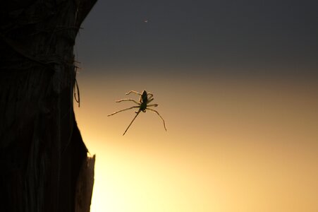 Spider insect quindio photo