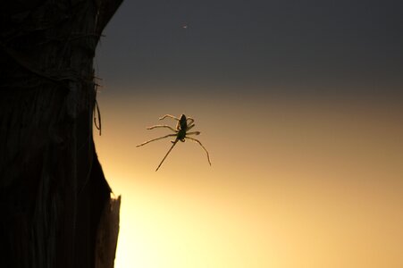 Spider insect quindio