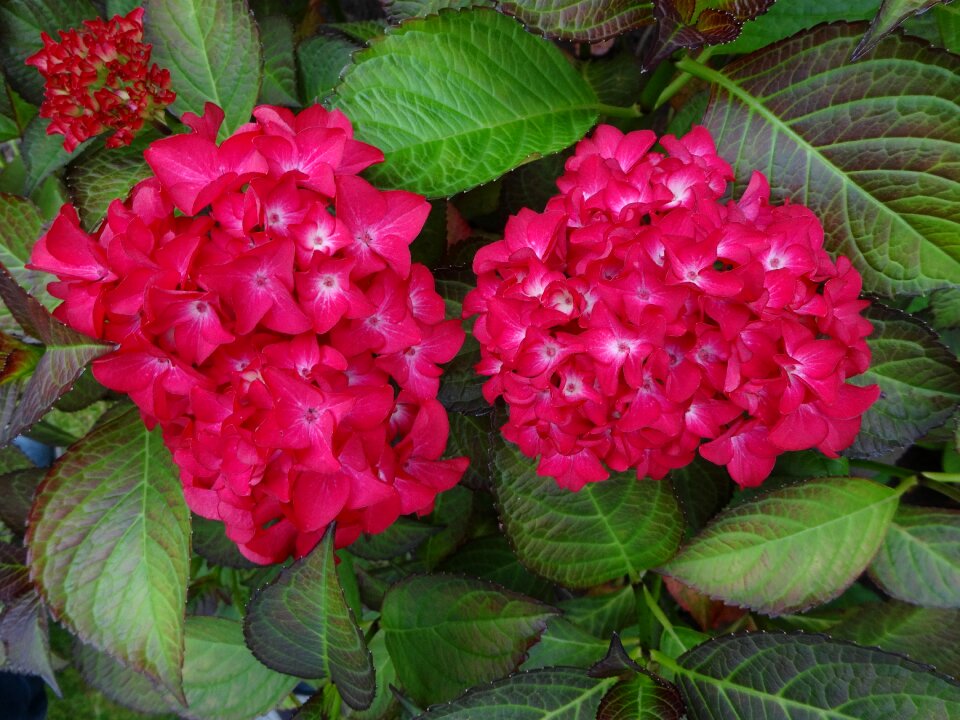 Hydrangea red perennial