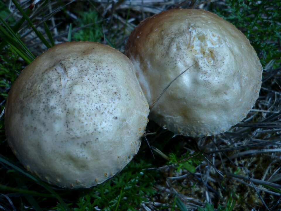 Heads black-and-brown leaves under the hat