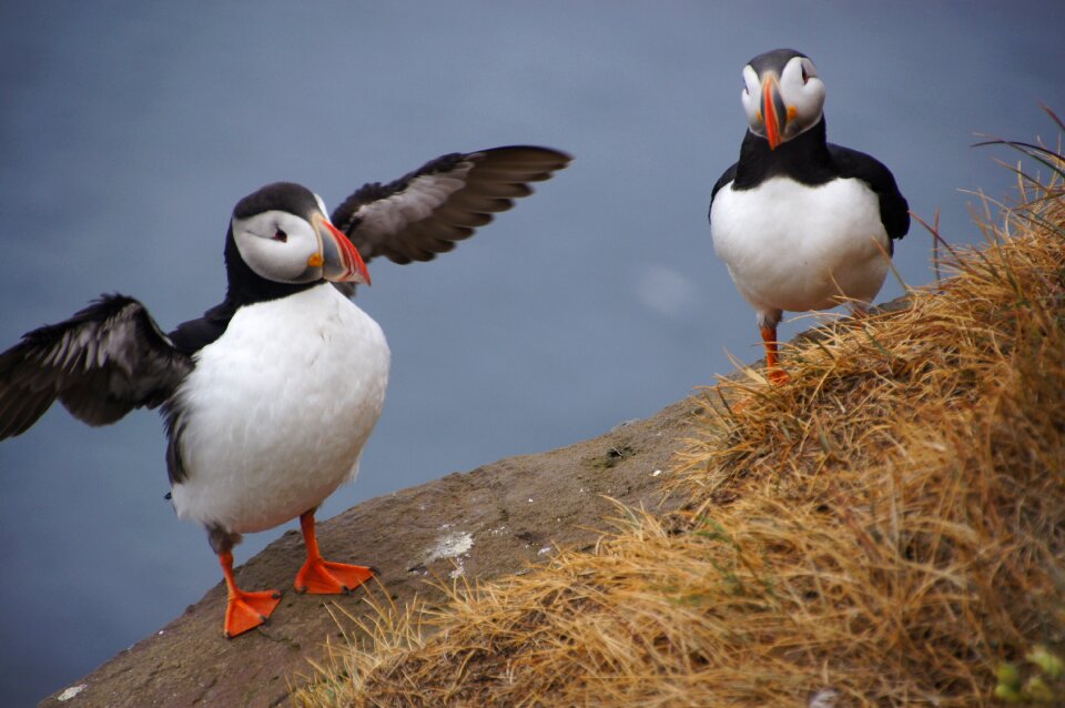 Puffin iceland cliff