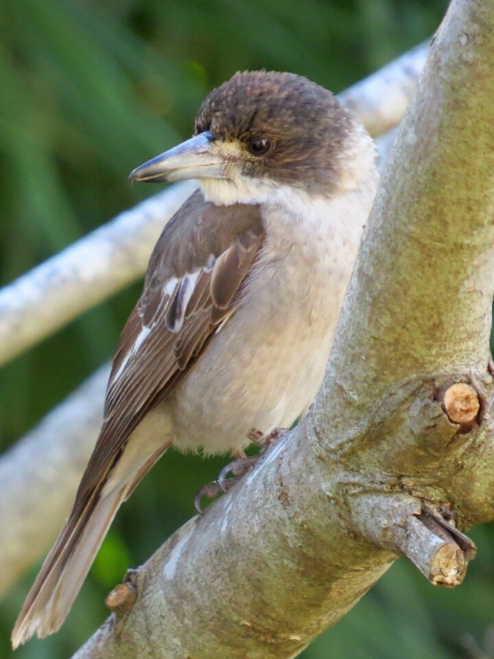 Cracticus nigrogularis birds avian