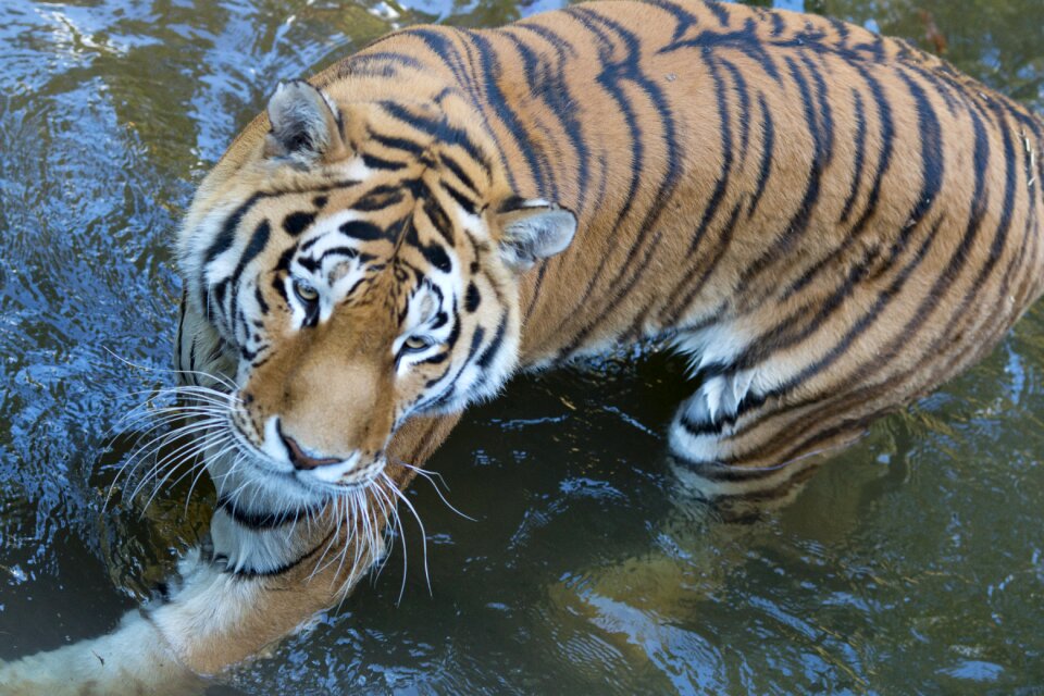 Water animal bathing