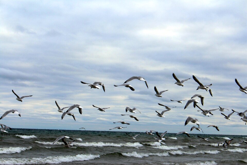 Flying birds sky waves