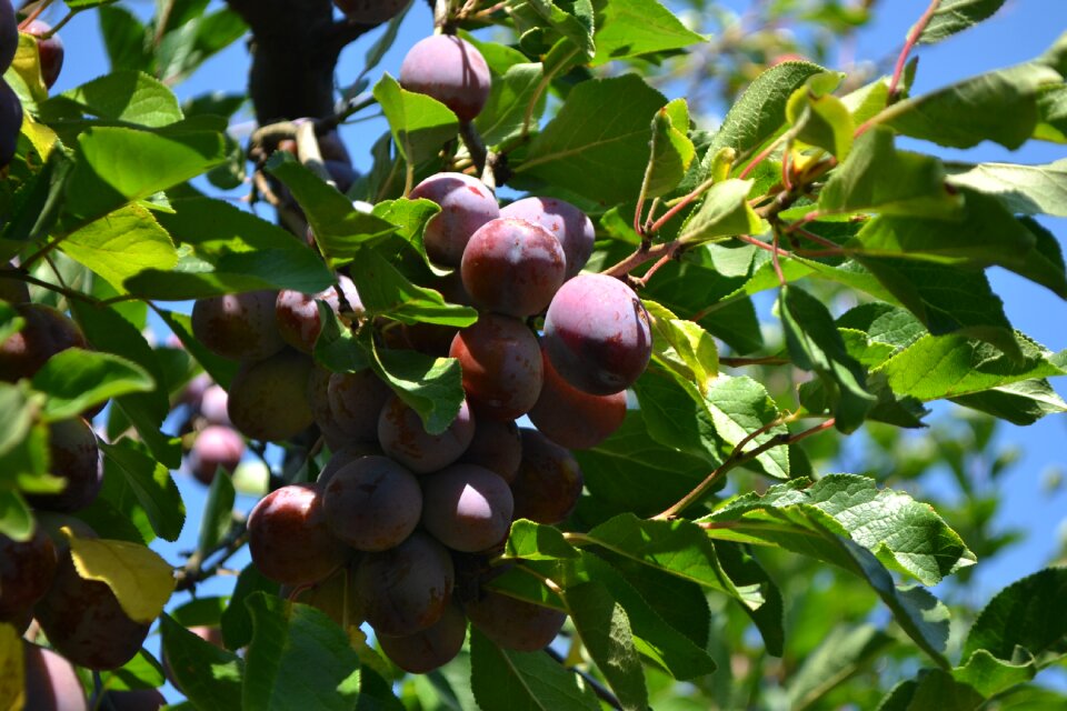 Cultivation plums organic