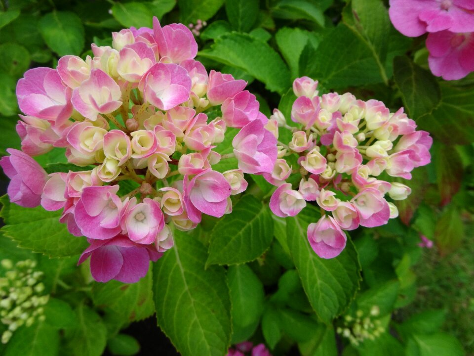 Pink white perennial