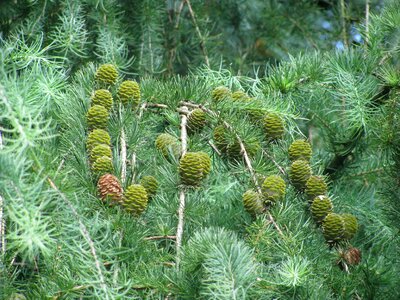 Tree branch fir tree