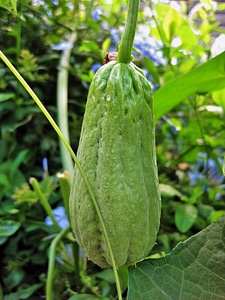 Green oblong produce