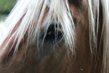 Horse close up haflinger photo