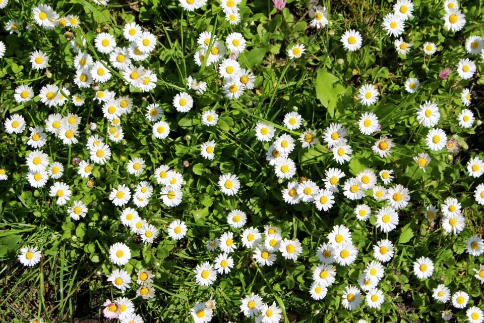 Nature spring natural