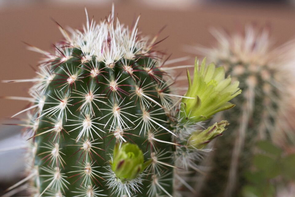 Green flower plants nature