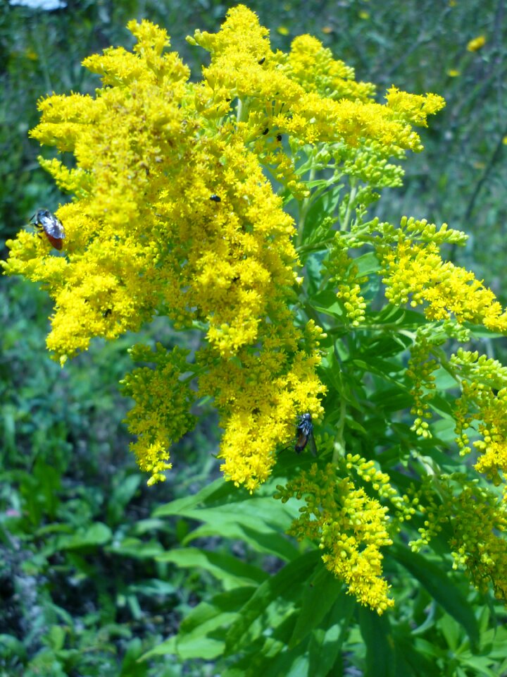 Nature insects visit wild