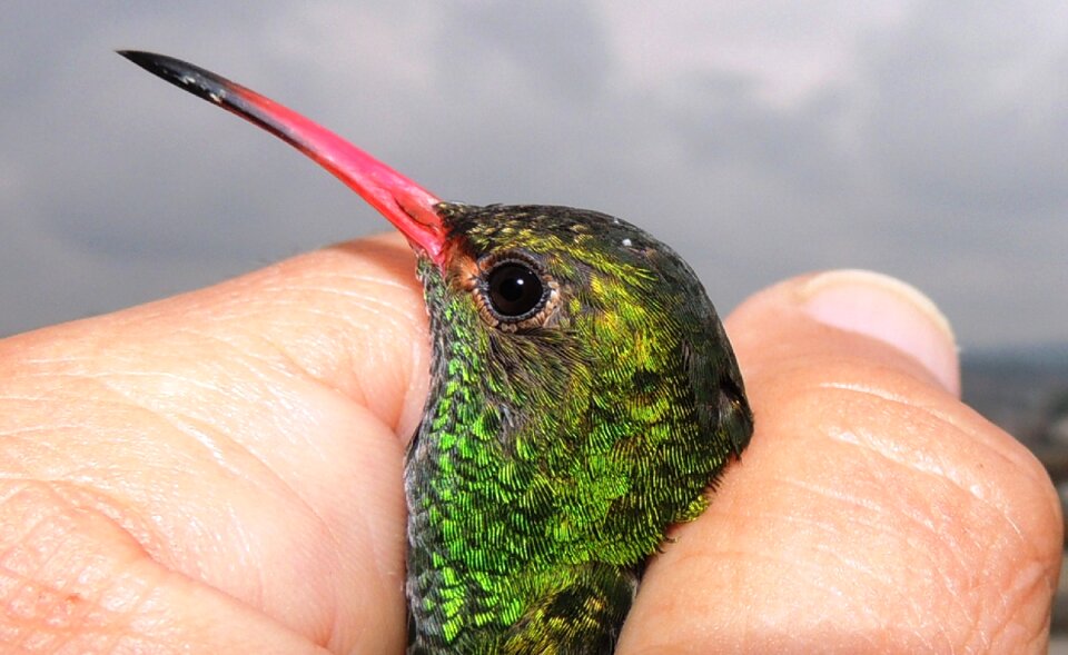 Hummingbird tominejo indian