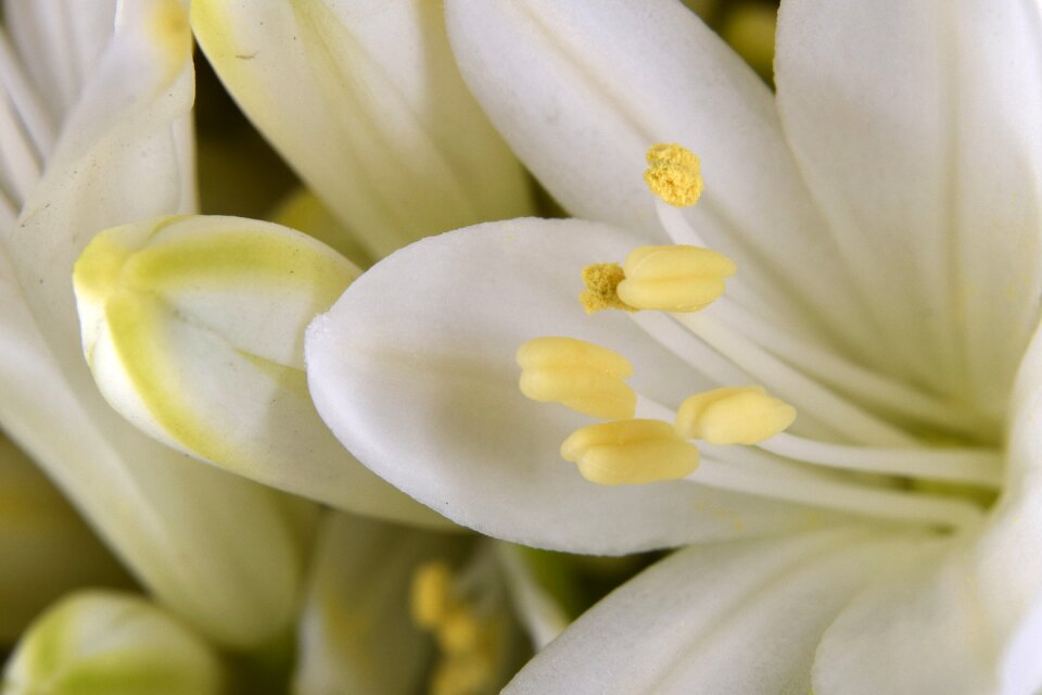 Blossom bloom close up
