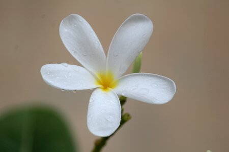 Raindrops plant