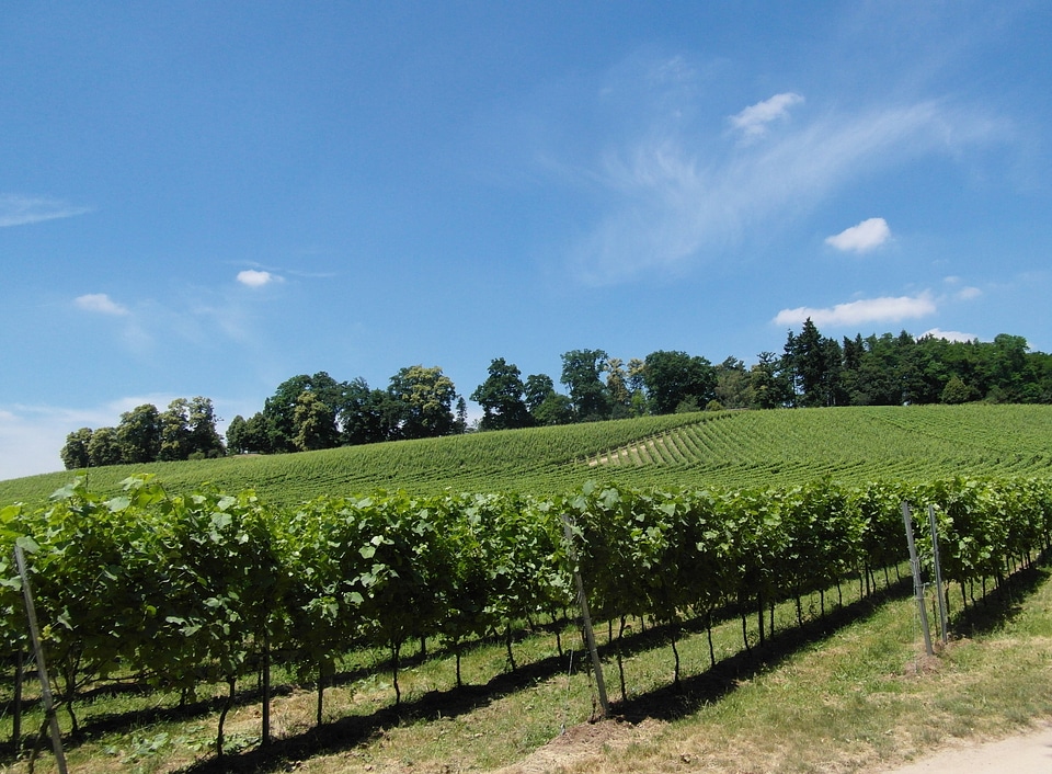 Wine odenwald sunny