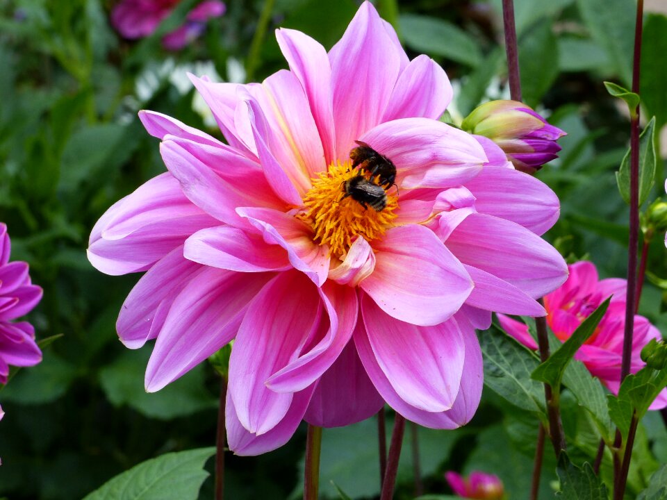 Bee greenery summer