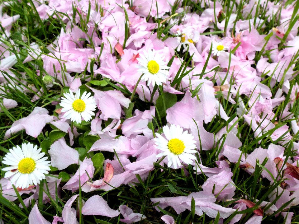 Daisy wildflowers meadow