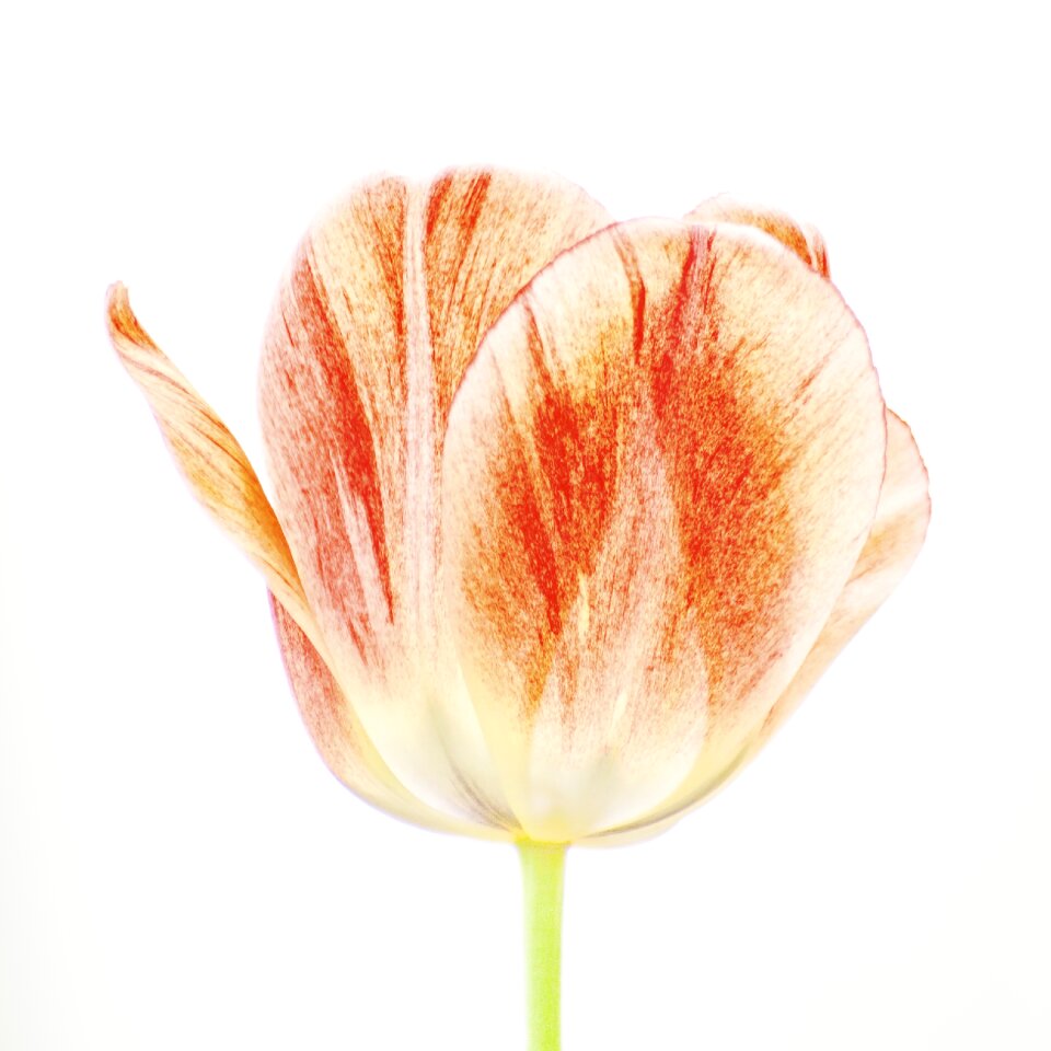 Flower tulip high key