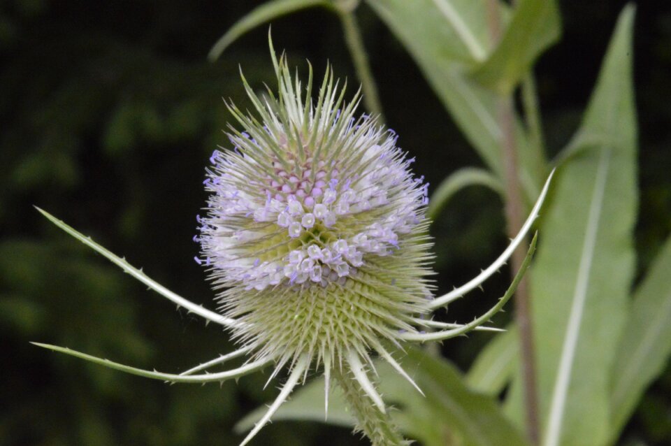 Flower thistle sting