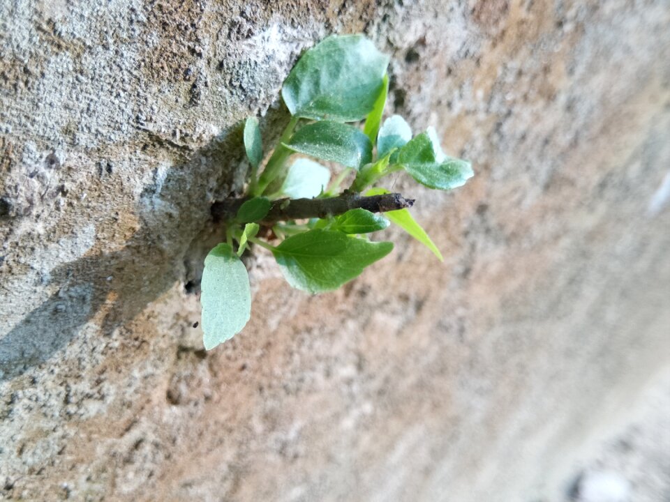 Nature plant vintage