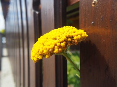 Fence yellow flower nature photo