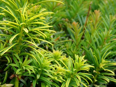 Nature bush hedge