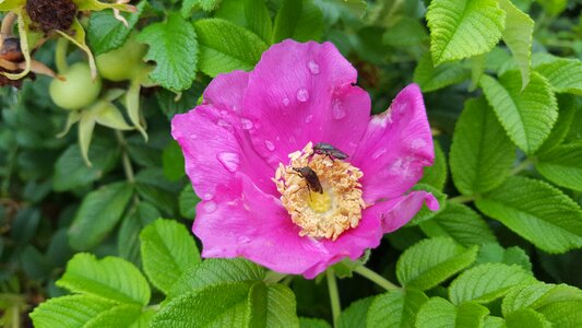 Harvest labor pink photo