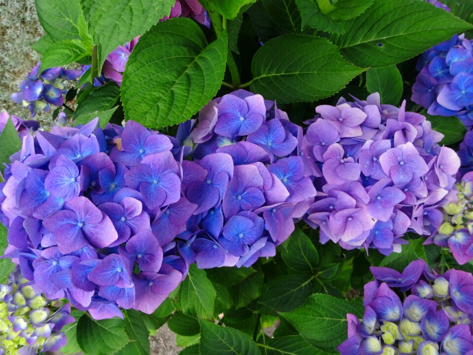 Blue purple perennial