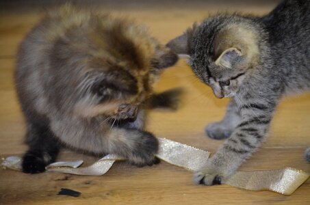 Children animals pets