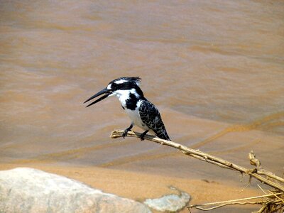 Little bird ornithology wild