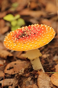 Nature toxic mushroom