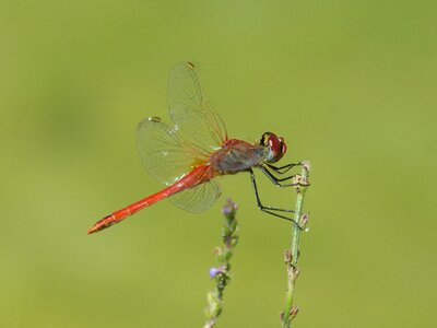 Sympetrum fonscolombii winged insect pond