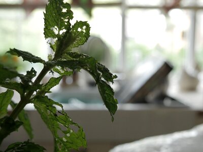 Mint window