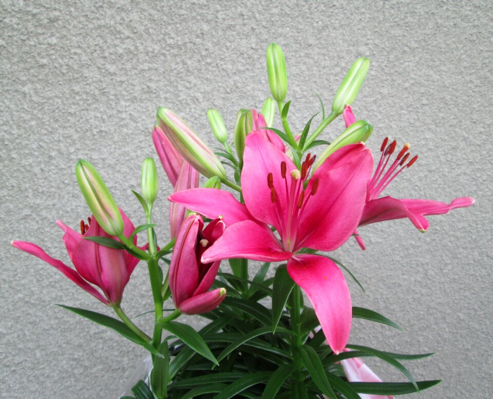 Flowers plant plants