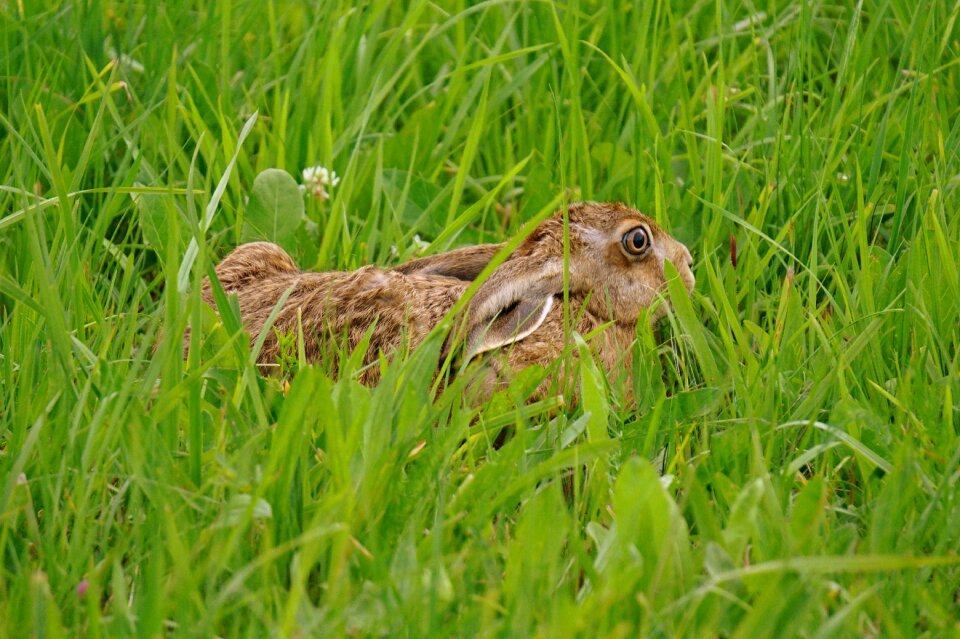 Meadow nature nature recording