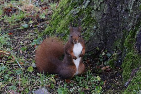 Rodent forest animals cute