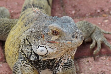 Animal close up dragon