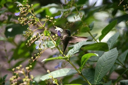 Hummingbird falle-green guadeloupe photo