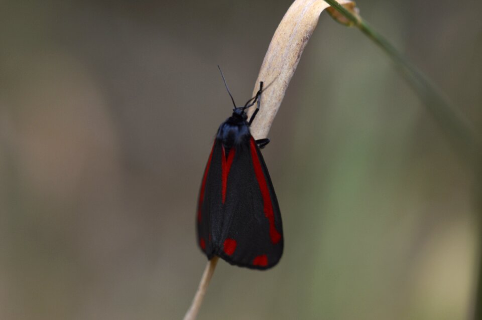 Butterfly tyrian moth l jakobskrautbär