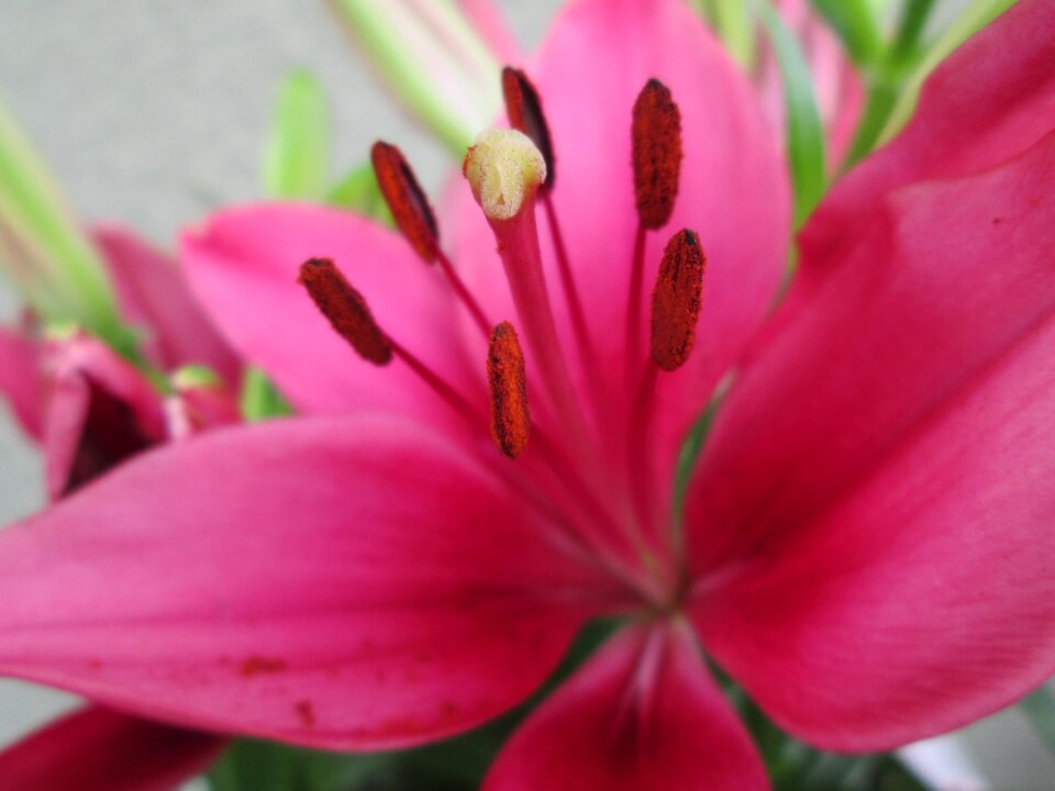Flowers plant plants